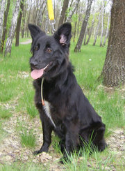 Отдам щенка, собаку в хорошие руки бесплатно!