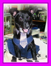 Подарю комнатную ласковую собачку! Красотка Луна, 10 мес.