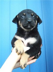 Подарю щенков! Метисы овчарки, 1, 5 мес.