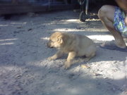 Отдам за 1 ргн. В добрые руки щенков Немецкой Овчарки.(метисы) Малышам