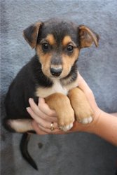 Нужны вещи в приют для животных. Подстилки, линолеум, миски, корм