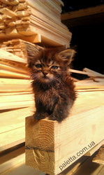 куплю тарную доску брус