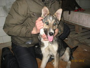 В дар щенок овчарки (МЕТИС)