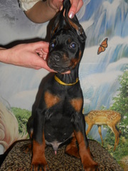 цуценята добермана