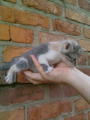 подарю милых, пушистых котят