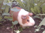 Морскую свинку зовут Ася!