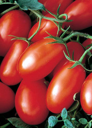 Помидоры грунтовые, помидоры зеленые