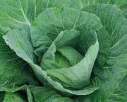 Продаем капусту сортов Коронет, Лион, Анкома выращенную в Беларуси