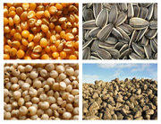 Продаем посевной материал, семена кукурузы, подсолнечника, сорго