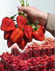 Рассада клубники лучших сортов из европейских питомников