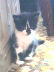 подарю или отдам маленького котенка, черно -белого цвета