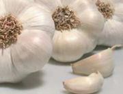 Молодой чеснок из Испании. Урожай 2013 года.