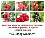 Продам оптом саженцы малины, смородины, ежевики, красной смородины