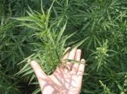 Агроном-менеджер , м., 42, в.о., о.р., ищет работу