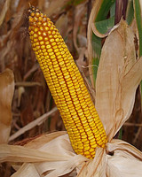 Семена кукурузы Гарантия, Танго, Слобожанский, Лелека
