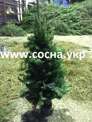 Новогодняя елка (ветки ели, вязанные) 50-65см