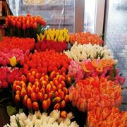 продам голландский тюльпан на 8 марта оптом и в розницу. цветы