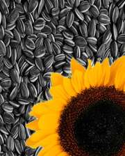 Куплю кондитерскую семечку нового урожая