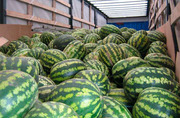 Продам оптом арбуз с поля, суходол без нитратов