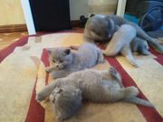 ул. Уборевича, д.40-Б, кв. 85