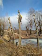 Спиливание деревьев любой сложности, быстро, качественно, недорого